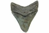 Fossil Megalodon Tooth - South Carolina #308077-1